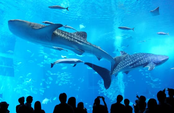 沖縄美ら海水族館
